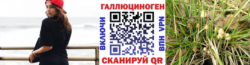 Галлюциногенные грибы Psilocybe  Новоуральск 
